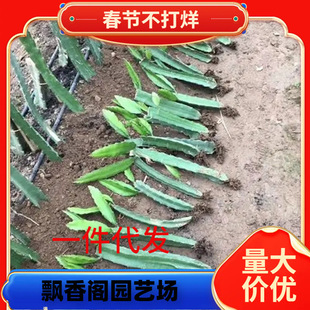 �t�Ļ����������ͥ�̨ͥԺ�ļ��ϱ��Nֲ����ˮ���N�箔��Y��