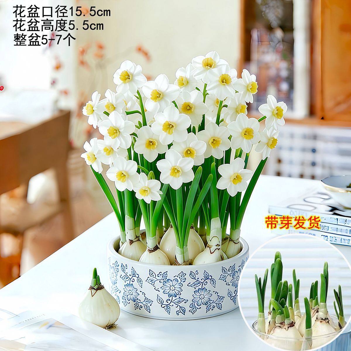 【shipped with bulbs】hydroponic zhanjiang narcissus with blue and white porcelain round pot