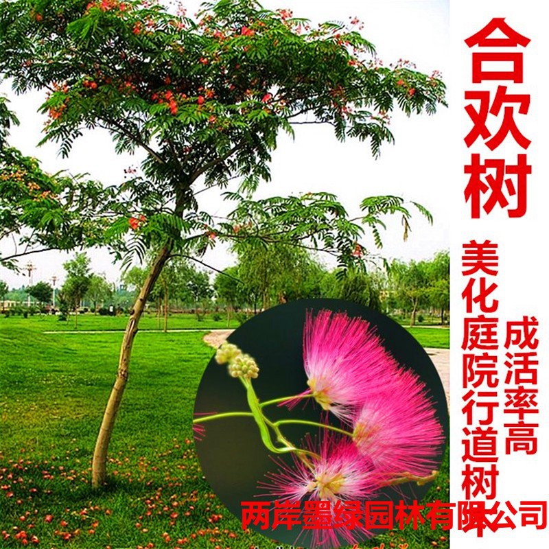 合欢树苗湖南基地直供南北方庭院别墅园林景观绿化植物合欢树苗