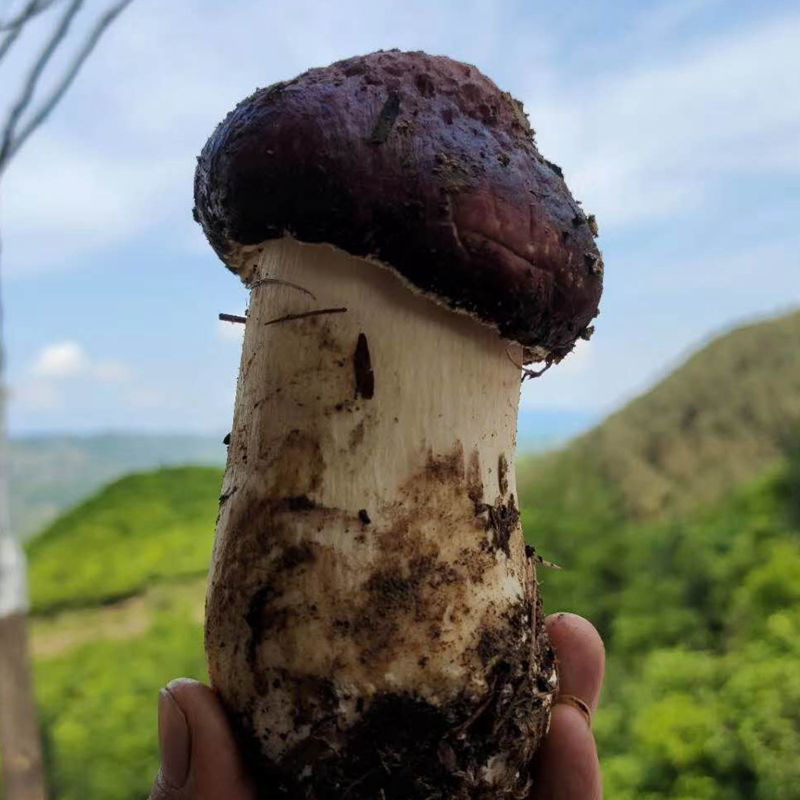 蘑菇批發農家自産赤松茸菇幹大球蓋菇食材食用菌菇天然幹切片幹貨