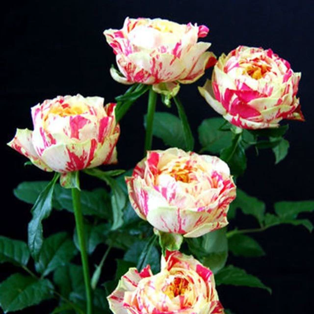 Оптовая продажа больших цветочных горшков с полосками для балкона, микромесяц, карнавал, вечеринка, круглый год, роза, балкон, двор, ароматный горшок