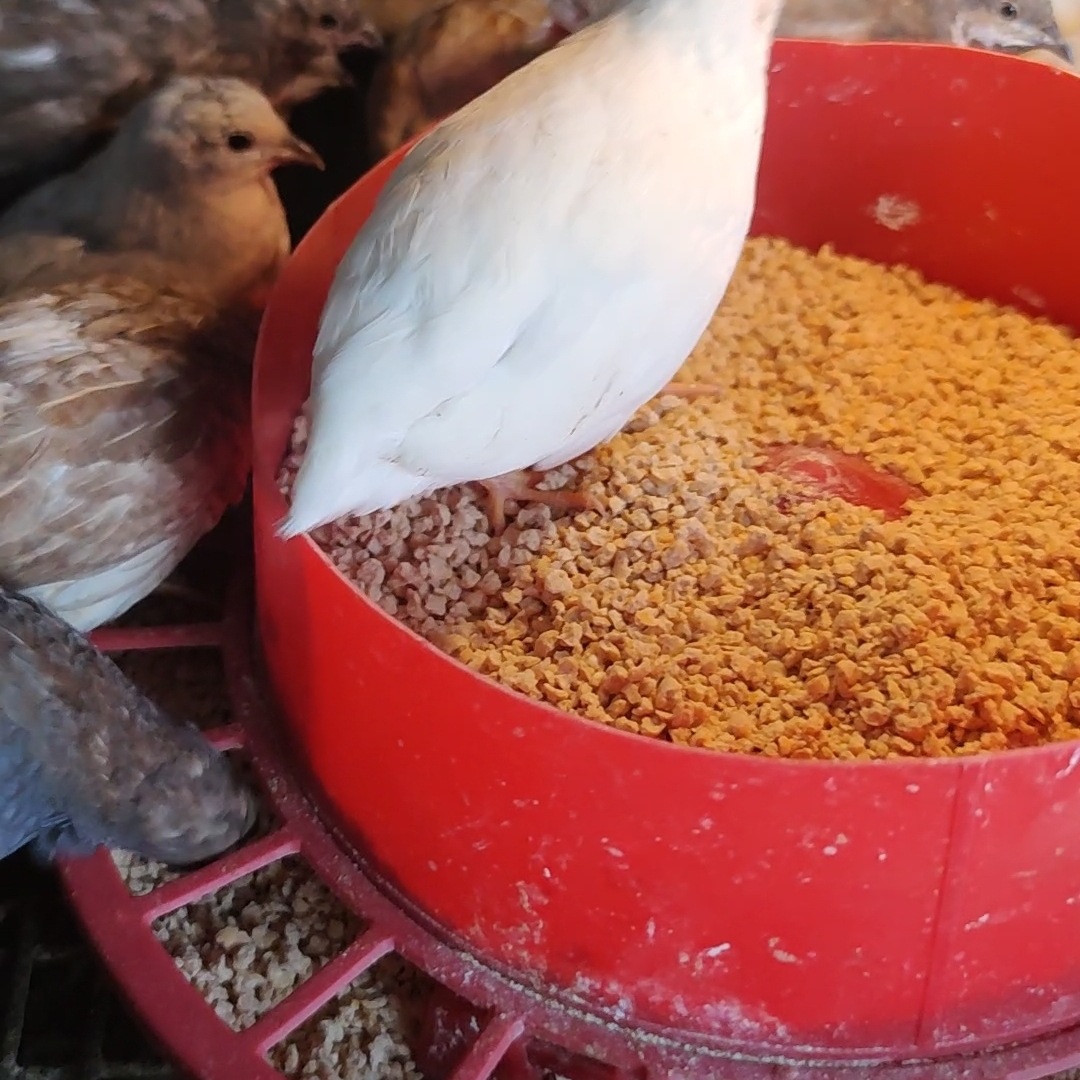 메추라기/루틴치킨/산란입자 2.5kg