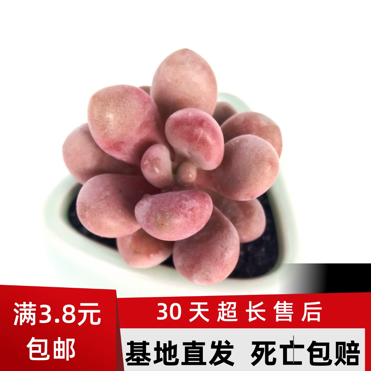 Суккуленты, персиковые яйца, персиковые яйца, розовые суккуленты, горшки, которые легко взорвать, многоголовые креативные цветы в горшках и зеленые растения.