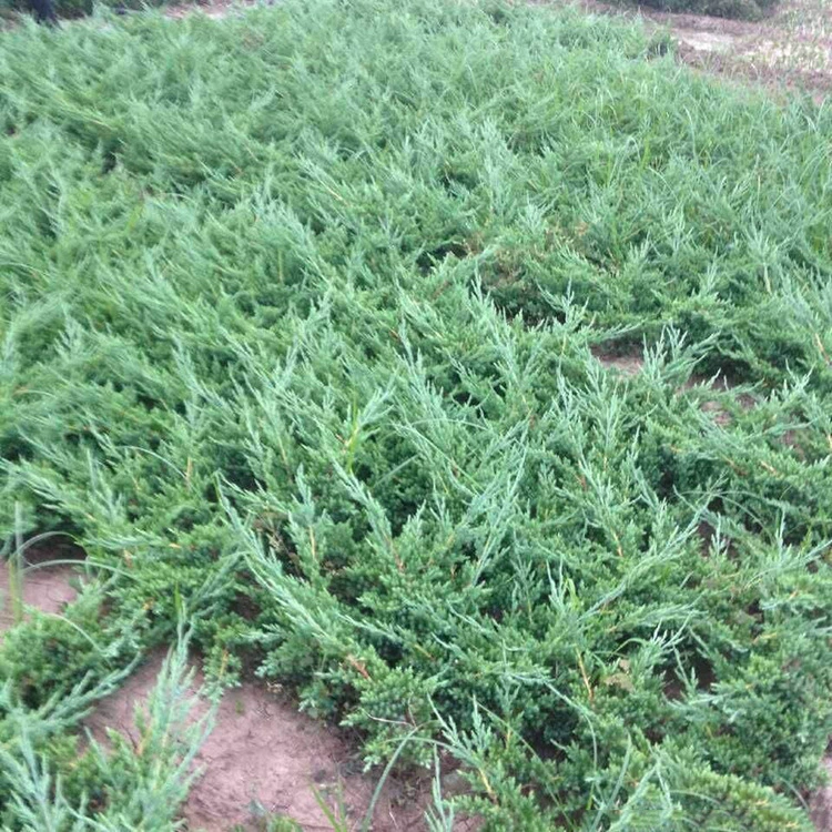 Высококачественный коверный кипарис для ландшафтных проектов, саженцы коверного кипариса, вечнозеленые растения для ландшафтного дизайна сада.
