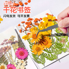 六一儿童节天然植物压干花书签diy材料树叶手工滴胶贴画标本塑封