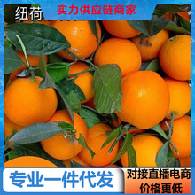 【活动款】正宗纽荷尔脐橙现摘平替赣南脐橙对接电商直播源头直发