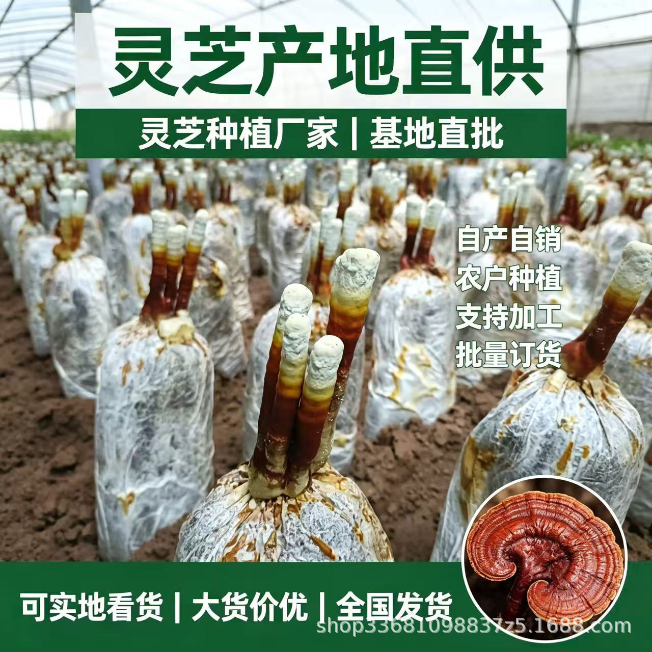 Live Reishi Mushroom Flower Grow Kit Edible Ornamental Lingzhi Cultivation Bag overview