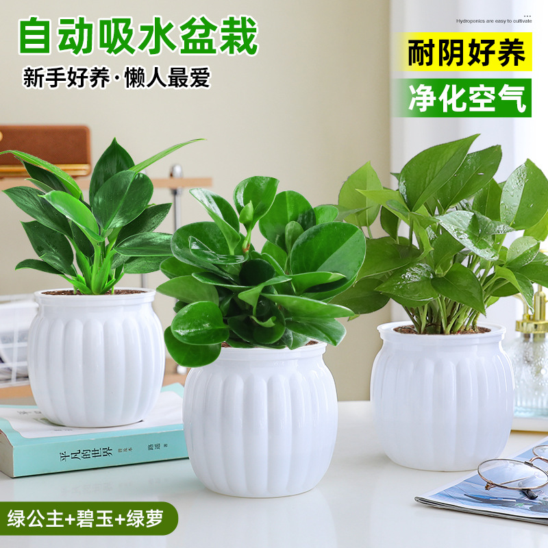 [정화 및 알데히드 제거] 그린 프린세스 + 재스퍼 + 포토스