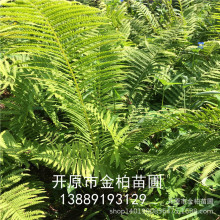 苗圃荚果蕨 耐阴地被植物荚果蕨球根 黄瓜香批发 全国发货