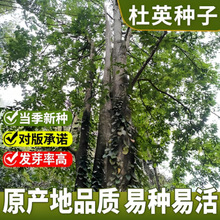 ��Ӣ��N����ľ�N��С�~��Ӣ�N�Ӵ��~��Ӣ�N����ľ�N�Ӷ�Ӣ�N��