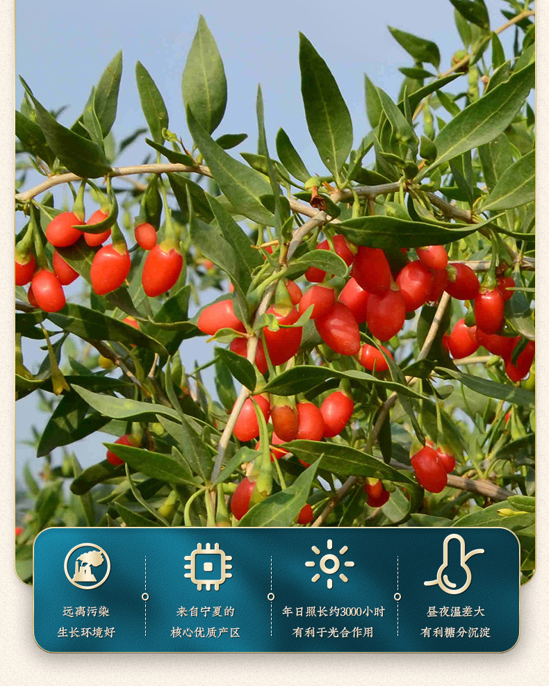 Goji Berries Ningxia Zhongning Large Grade 500g Sun Dried Red Wolfberry for Tea Soup and Soaking key features