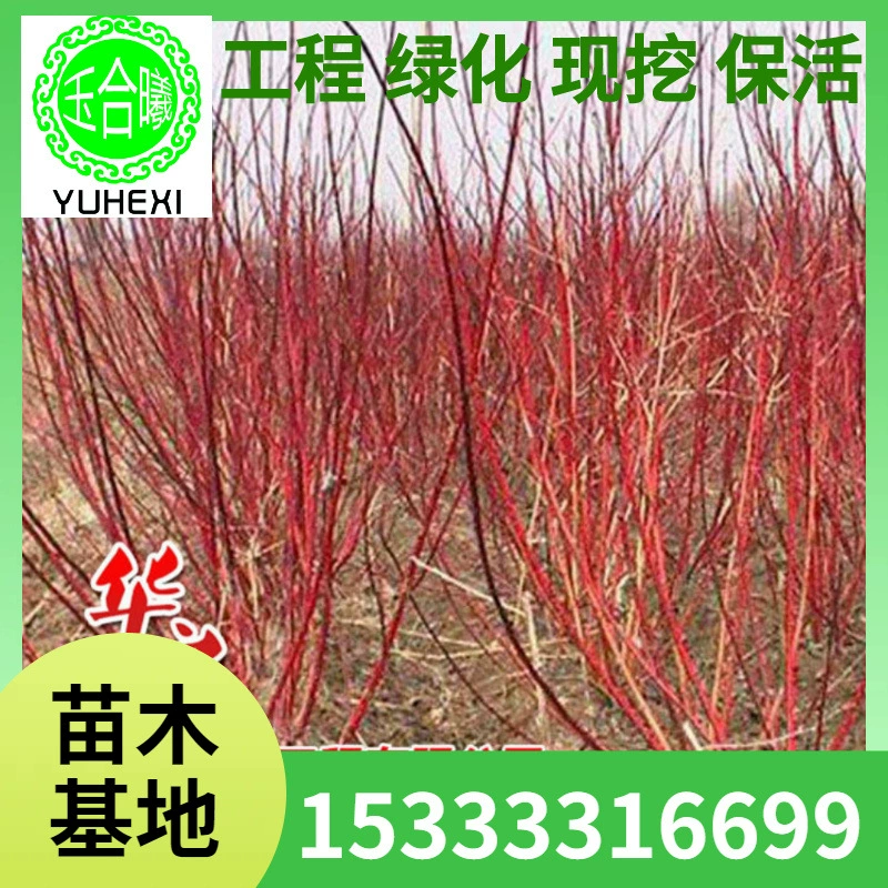 Красные голливудские зеленые саженцы, высокая декоративность, дворовое строительство, морозостойкие растения, ландшафтные растения.