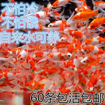 小型淡水观赏鱼耐活好养冷水草金鱼观赏鱼活鱼苗鱼缸小鱼红白跃宠