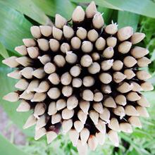 Ұt֦45cm100½⴮ӟӼtľ⺞