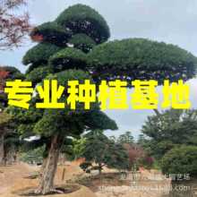 斜飘临水日本罗汉松树价格 国产造型罗汉松 别墅庭院迎客松批发