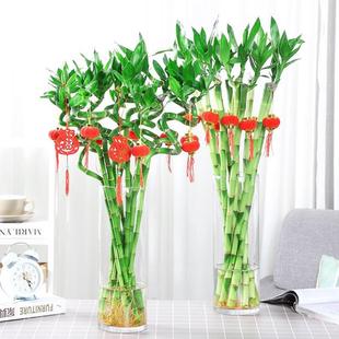 水培植物富贵竹转运竹室内客厅绿植盆栽开运竹弯竹文昌龙竹节节高-阿里巴巴