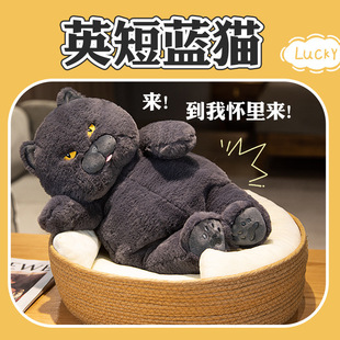 Pet Cat Doll Cute British Short Blue Cat Plush Toy Girl Holding Sleeping Doll Pillow Doll