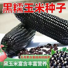 ����Ŵ��������׷N�Ӹ߮a�����Ŵ���ȷN����Ŵ��Ŵ�����߲˷N��