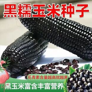 ����Ŵ��������׷N�Ӹ߮a�����Ŵ���ȷN����Ŵ��Ŵ�����߲˷N��
