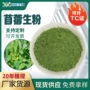 植物苜蓿苜蓿苗生粉