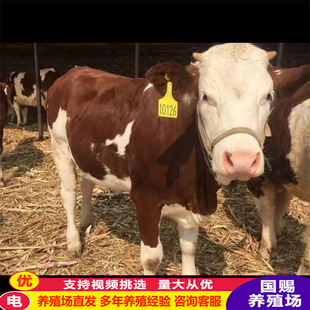 ţ����� ���T����ţ��ţţ�� Ȧ�B�������T��ţ�ّ��д�ĸţ