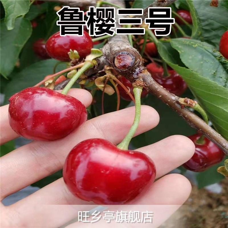 루잉 3호(당년 열매를 맺는 5년생 모종)가 죽으면 보상해드립니다!