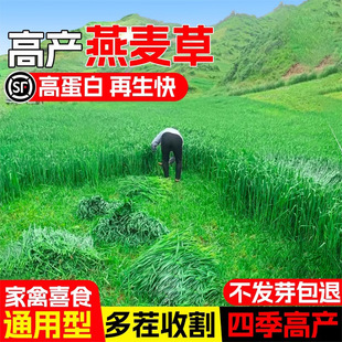 Grass Seeds, Oat Grass Seeds, High Protein and High Yield, Cold-Resistant for All Seasons, Livestock and Poultry Prefer to Eat Livestock and Grass Lawn Seeds