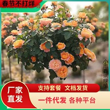 �䘶�¼������ǻ����ش󻨝������Թ�֭�̨õ���ļ��_���ͺ�����