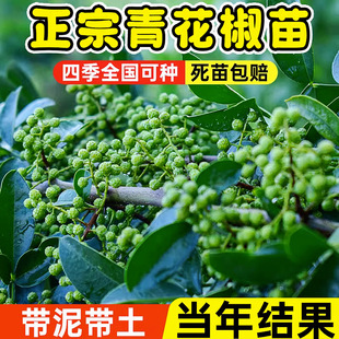 正宗四川汉源藤椒树苗青花椒椒无刺花椒绿花椒麻椒苗花椒苗树地栽-阿里巴巴
