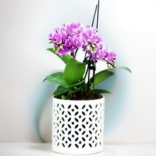 Ʒ���@���s�L���ɫ���͸�����ֲ���FƤʯ�������m�U���մ���֮