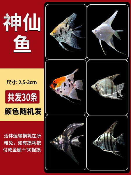 [2.5-3cm] 30 pieces of fairy, random color