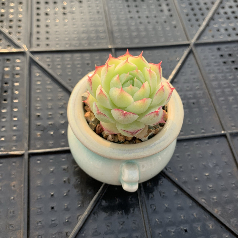 小さな多肉植物、超かわいい、貴重で希少な親指鉢、ミニ鉢植え、鉢付き多肉植物鉢植え、小さな古い支柱|undefined