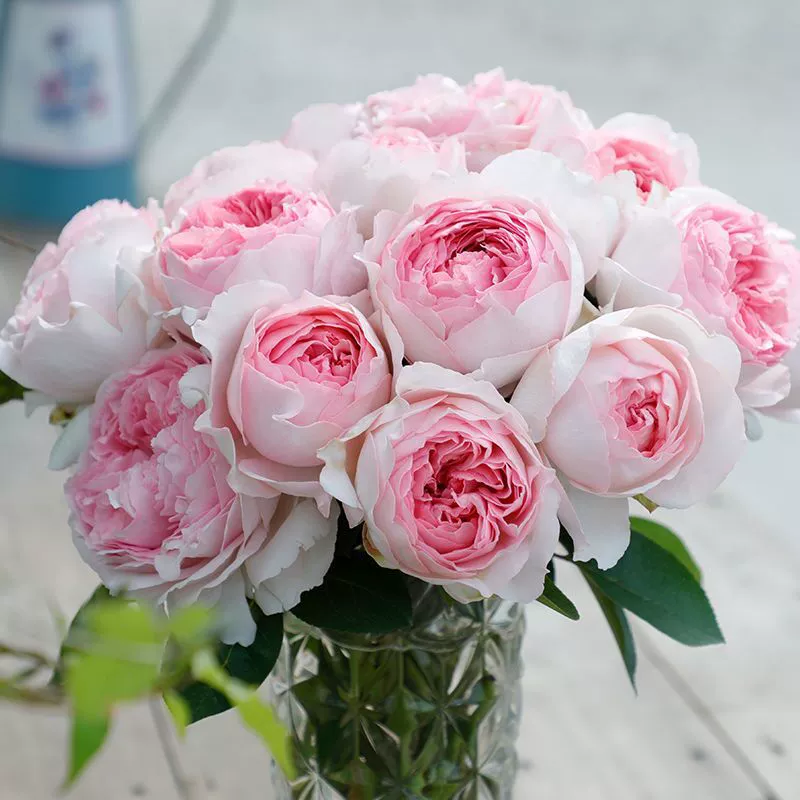 Роза Большой Цветочный Аромат Двор Джефф Гамильтон Роза Большой Цветочный Аромат Розы Четыре Сезонные Цветение