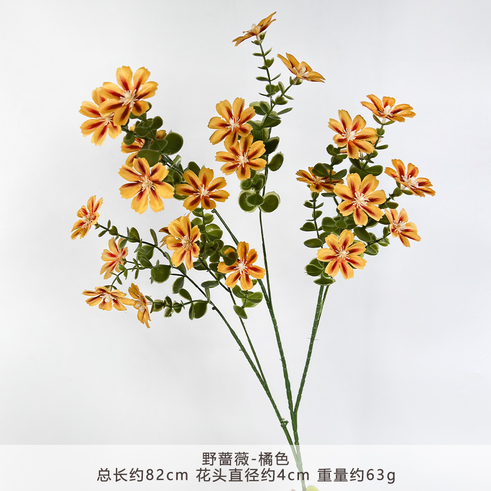 ML-Hoa hồng hoang dã-Cam