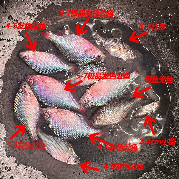 1.5-2.5cm male and female mixed catfish, get 10 pieces for free and get 5 pieces for spare