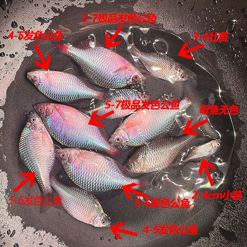 Colorful 鳑 鳑 生 生