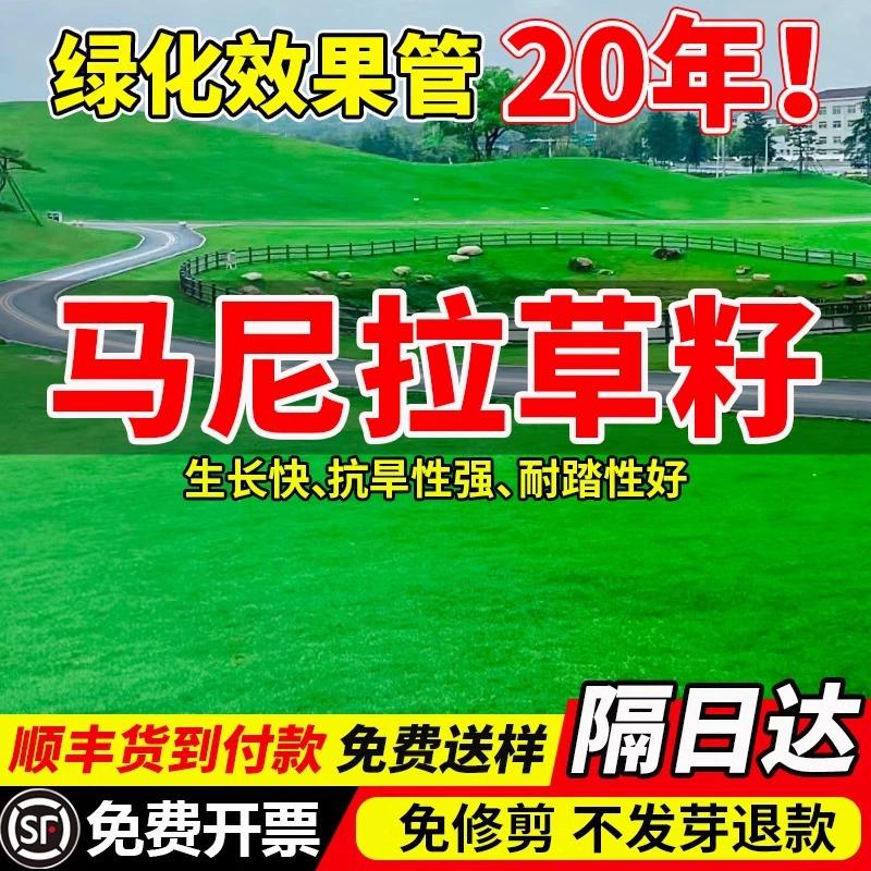 Семена газонной травы, вечнозеленая защита склонов, корень собачьего зуба, семена ковровой травы Манилы, зеленение двора, семена люцерны.