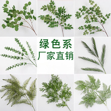 �Gɫ��ɭϵ�Gֲ�~�ӻ�c�������~��ˇ�b��߼ٻ��٘��~