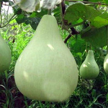 r҈Aư˺JNݿưϿڸͥԺˈ@Nֲļ߲˷N