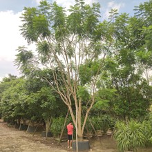 2307苗圃供应 多杆 丛生蓝花楹 6-10米假植容器苗 景观开花大乔木