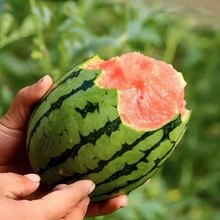 【盆栽小西瓜种子】超甜迷你小西瓜种籽蜂蜜小西瓜默认项水果种子