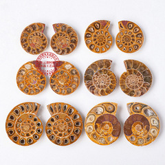 Natural Madagascar conch fossil small slices, ammonite paleontological specimens, home arts and crafts ornaments