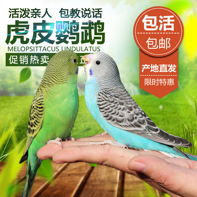 Parrots, Live Birds, Budgerigars, Small Birds, Live Birds That Can Learn to Talk, Live Birds, Pets, Small and Medium-Sized Parrots