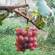 阳光玫瑰葡萄苗蓝宝石果树苗妮娜皇后提子夏黑当年结果南北方种植