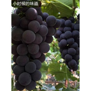 ��S�|���޷������|���֭��ˮһ�ڱ�֭�ЋDˮ������5����]���d