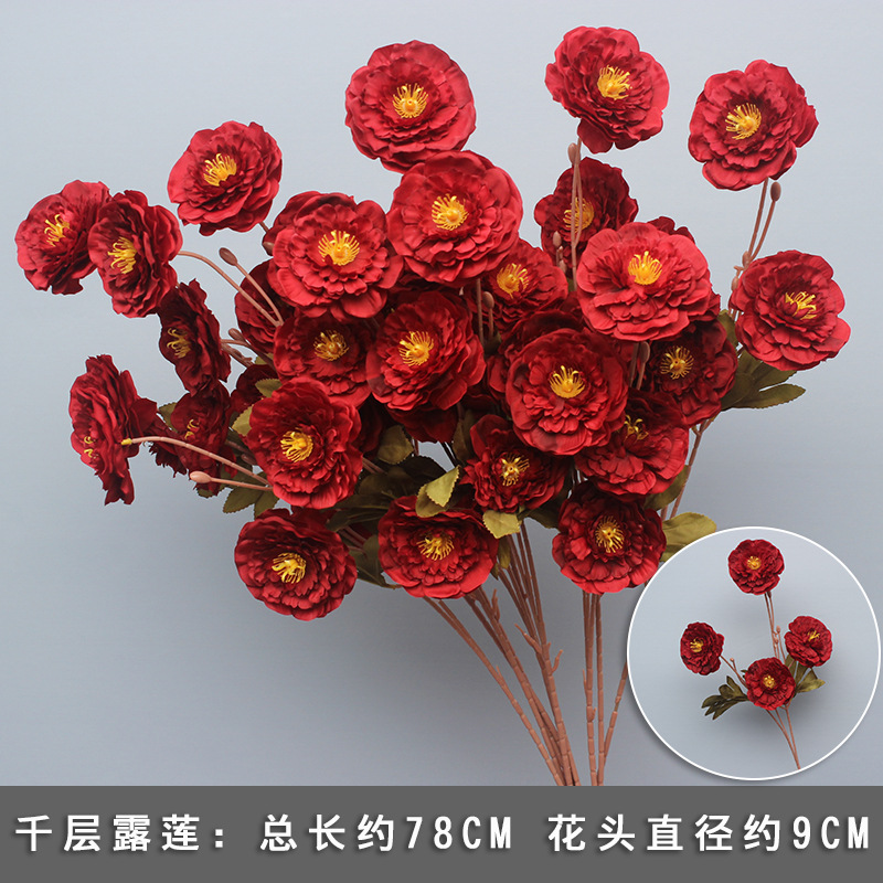 Melaneuca Peony
