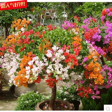 【跨境供货】三角梅种子爬藤重瓣三角梅种籽四季开花红九重梅种子