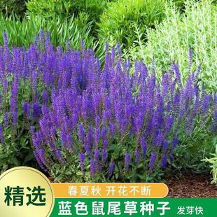 Blue Sage Seeds, Garden Shade-Tolerant Plant Flower Seeds, Sowing and Blooming in All Seasons, a Bunch of Blue Flower Seeds