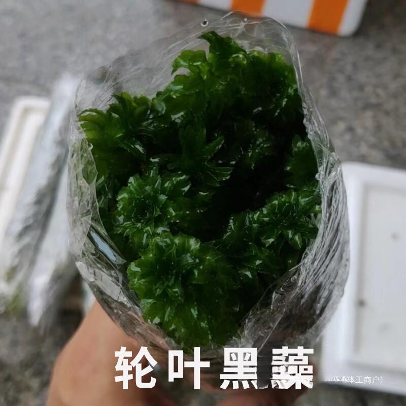 #Fresh wheel leaf black algae water grass real plant fish tank lazy…