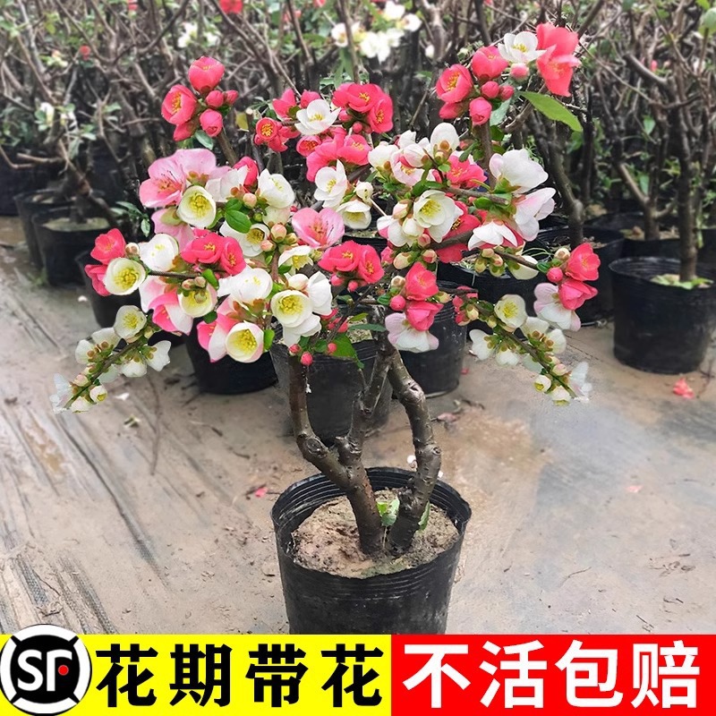 垂丝海棠花盆栽树苗盆景重瓣老桩四季好养春季开花庭院耐寒绿植